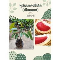 ราคา ต้นทุเรียนแดงอินโด(เสียบยอด) (18513472739)