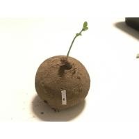 ราคา บัวบกโขด ต้นบัวบกโขด (4542876411)