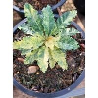 ราคา มะพร้าวทะเลทราย ลูกผสมใบด่างสวย (27510515916)