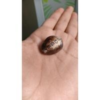 ราคา เบี้ยแก้หลวงปู่เจือ วัดกลางบางแก้ว (27240298879)