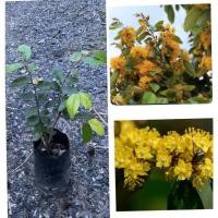 ราคา ต้นกล้ารวงผึ้ง พรรณไม้หอมดอกเหลือง ถุงเพาะ2นิ้ว (สูง20-30ซม) 1ชุด 3ต้น (28090455317)
