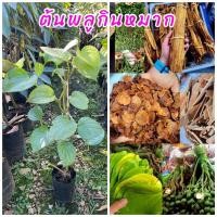 ราคา ต้นพลูกินหมาก ชำกิ่ง นิยมนำใบไม้เคี้ยวกับหมาก ต้นแข็งแรงพร้อมปลูก ขนาดต้น50ซม. (25710865803)