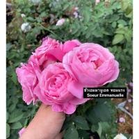 ราคา กุหลาบเลื้อย-ชัวเอมมานูเอล Soeur Emmanuelle สีชมพู ดอกใหญ่ หอมแรง เลี้ยงง่าย (22286295654)