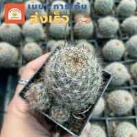 ราคา แมมเม็ดพริกหนามเทา ลูกผสม กระบองเพชร กระถาง 2 นิ้ว (22626399662)