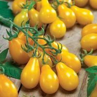 ราคา มะเขือเทศลูกแพร์สีเหลืองถูกที่สุด10บ.เมล็ดพันธุ์มะเขือเทศลูกแพร์ 10 เมล็ดปลูกง่ายโตเร็วสีสวยทานอร่อย (12228888444)