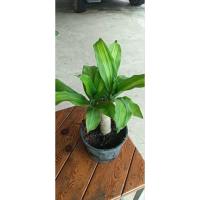 ราคา ต้นวาสนาไม้มงคลเสริมโชคลาภ (41861365628)