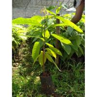 ราคา ต้นพันธุ์โกโก้ชุมพร สูง50-60ซม.พร้อมปลูก สั่งซื้อเป็นชุด ชุดละ4ต้น (8259538090)
