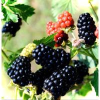 ราคา BlackBerry Prime Ark45 ต้นพันธุ์ แบล็คเบอรี่ สายพันธุ์มีหนาม รสชาติหวานจัด ต้นใหญ่ ติดผลง่าย (40812496219)