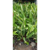 ราคา ต้นเบิร์ดออฟพาราไดซ์ด่าง (6696436899)