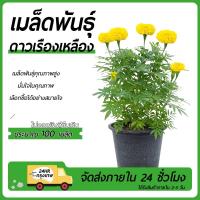 ราคา ดาวเรืองดอกใหญ่ซุปเปอร์บอลเมล็ดพันธุ์ดาวเรืองดอกใหญ่ดีพโกลด์100 เมล็ดปลูกง่าย☘️ดอกใหญ่ๆกลมๆแน่นๆ (43255795096)