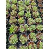 ราคา ต้นพญานาคราชด่าง พร้อมแขวน กระถาง 8" (14364789254)