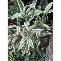 ราคา ต้นกวนอิมเงิน ต้นไม้มงคล เสริมโชคลาภ (7653443152)