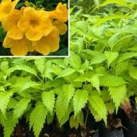 ราคา ต้นทองอุไร ดอกสีเหลือง #ทองอุไร สีเหลือง 30-40ซม. (44462586126)