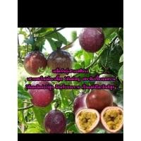 ราคา เมล็ดพันธุ์เสาวรสม่วงเบตง เนื้อในสีเหลือง ชุด 30 เมล็ด (23872586487)