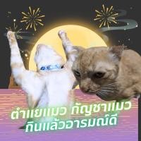 ราคา ตำแยแมว กัญชาแมว ปลอดภัยไร้สารพิษ จากผู้เลี้ยงแมวจริงส่งทั้งต้น รากและต้น 10 ต้น 20 ต้น (27419486650)