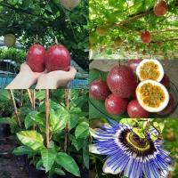 ราคา ต้นเสาวรสแดงสยาม ลูกใหญ่ หวานอมเปรี้ยว (26169455496)