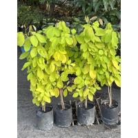 ราคา ต้นทองนพเก้า ต้นไม้มงคลใบสีเหลืองทองอร่ามงามตา (19834122527)