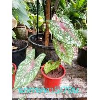 ราคา บอนสีนกกระทาบอนไทยพื้นบ้าน (10356186990)