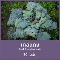 ราคา เมล็ดเคลแดง 19บาท บรรจุซองละ 30 เมล็ด (5434481120)
