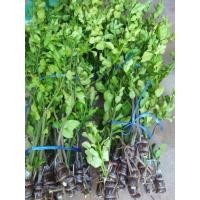 ราคา กิ่งพันธุ์มะกรูด พันธุ์ใบใหญ่ (22274794227)