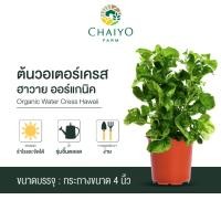 ราคา ต้นวอเตอร์เครสฮาวาย ออร์แกนิค Organic Water Cress Hawaii กระถาง 4 นิ้ว และ 6 นิ้ว (6441897366)