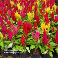 ราคา ต้นสร้อยไก่ #ไม้พุ่มเตี้ย (2136853222)