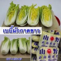 ราคา เมล็ด เบบี้ผักกาดขาว เบบี้ผักกาดขาวปลีบรรจุ200เมล็ด (3198317852)