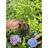 ราคา ต้นกล้าไฮเดรนเยีย ติดราก ต้นแข็งแรง 10ต้นแถม2‼️ขั้นต่ำ 5 ต้น‼️ (19112867181)