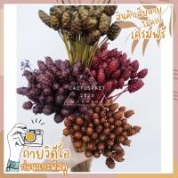 ราคา กระถินทุ่ง หญ้าแห้ง ดอกไม้แห้ง ดอกหญ้า ดอกหญ้าแห้ง (5281773724)
