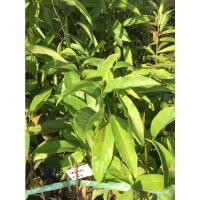 ราคา ต้นพันธุ์ หมากเม่า หรือ มะเม่า ผลแปลรูปได้ พร้อมปลูในถุงดำ 49 บาท (11779751010)