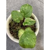 ราคา ต้นเสน่ห์จันทร์ประกายดาวด่างชมพู (13631762640)