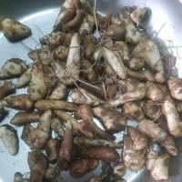 ราคา ดองดึงสด หัวเล็ก สำหรับปลูก 5,10หัว (28310903798)