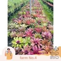 ราคา (ส่งไว) ต้น สับปะรดสี นีโอเรเจเลีย Neoregelia (23090302092)