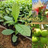 ราคา ต้นกล้ากระโดนป่า หรือจิกนา ขนาด 15-25 ซม. ไม้ฟอร์มสวยนิยม ทำไม้ขุดล้อม ต้นไม้หายาก ยอดรับประทานได้ (11212620485)