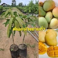 ราคา ต้นมะม่วงยายก่ำ-ต้นมะม่วงโบราณ (44003673340)