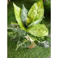 ราคา กระถางต้นสาวน้อยประแป้ง กระถางต้นไม้ปลอมจัดสำเร็จ (9009404703)