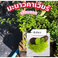 ราคา มะนาวนิ้วมือ มะนาวคาเวียร์ สีเขียว 1 ต้น (29518888912)