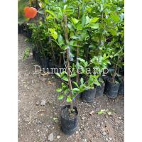 ราคา ต้นเชอร์รี่ไทยกิ่งปักชำ​ เชอร์รี่ รสหวาน ผลดก 10แถม1 (8005782882)