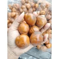 ราคา เมล็ดพันธุ์ปรงเขาชะเมาแท้ (20255105094)