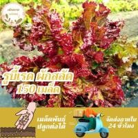 ราคา เมล็ดพันธุ์ ผักสลัด รูบี้เรด 150 เมล็ด Ruby Red Lettuce Seed เมล็ดพันธุ์แท้100% นำเข้าจากต่างประเทศ ปลูกผัก สวนครัว ถูก (29936147541)