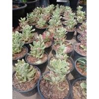 ราคา ต้นพญานาคราชพันธุ์ด่าง และ เขียว ส่งคละ ตัดส่งเป็นท่อน ให้ปลูกเอง ว่านมงคล เรียกเงินทองเข้าบ้าน งูไม่กล้าเข้าบ้าน (9120907391)