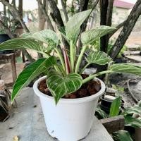 ราคา ต้นฟิโลเบอร์กิ้นด่าง Philodendron Birkin | พร้อมกระถาง 8 นิ้ว (15448684751)