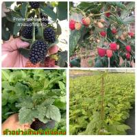 ราคา (ขาย ต้นพันธุ์) จัดเซตคู่ ( 2 ต้น ) ราสเบอร์รี่ +แบลคเบอรี่ Raspberry blackberry สวนบนดอย แบล็คเบอร์รี แบล็คเบอร์รี่ (5370675772)