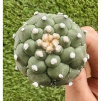 ราคา พร้อมส่งแคคตัสแอสโตรแอสทีเรียส‘กิ๊กโกะ’ ไม้เมล็ด ลายหลังเต่า Astrophytum asterias Kikko (28135588405)