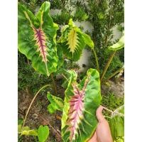 ราคา โคโลคาเซียซันชายเดย์ Colocasia Sunshine day (new hybrid) (24578390094)