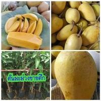ราคา ต้นมะม่วง พันธุ์ ขายตึก ทาบกิ่ง ลำต้นสูง 70-80 ซม จัดส่งพร้อมถุง 8 นิ้ว (8278543240)