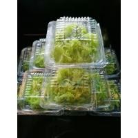 ราคา มะพร้าวแก้วพรีออเดอร์ (11885943033)