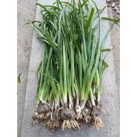 ราคา บัวดิน ดอกสีชมพู ชุดละ 59.- (5289047389)