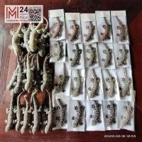 ราคา (1 ตัว) ลายสีสะท้อนแสง 25 ซ.ม. ตุ๊กแกปลอม ตุ๊กแกยาง ตุ๊กแก จิ้งจก ตุ๊กตายาง สัตว์ปลอม ฮาโลวีน fake rubber gecko m24 (18781813334)