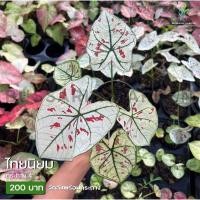 ราคา ต้นบอนสี "ไทยนิยม" ราคาส่ง กัดสีแล้ว ไซส์ตามภาพ (1 กระถาง มี 3-5ใบ) (17717308975)